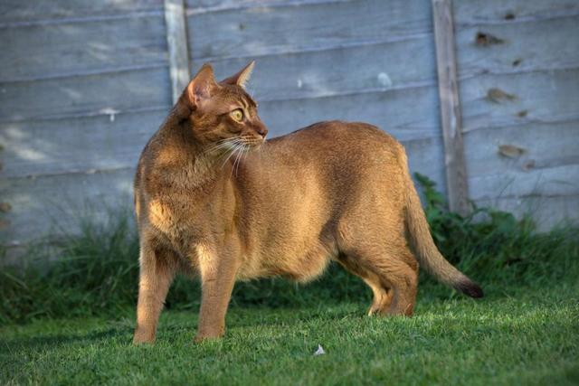 10 Exotic Breeds Of House Cat 国际 蛋蛋赞