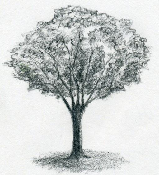 How to Draw a Tree in Pencil Step by Step