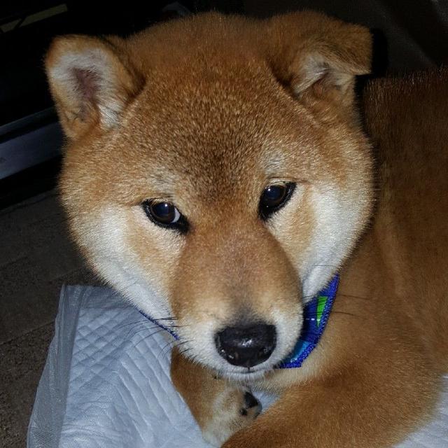 ( ^-^)ノ∠※。.:*:・'°☆