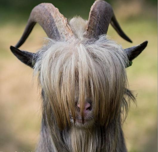 Funny Amp Interesting Animal Hairstyles 国际 蛋蛋赞