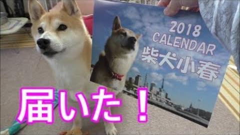 柴犬小春 これだけは踏まないで カレンダーが届いたよってに 年賀状交換のお知らせ