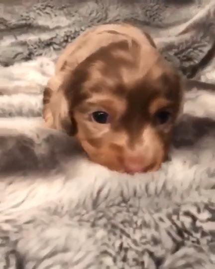 犬 ウィンクする子犬が堪らない