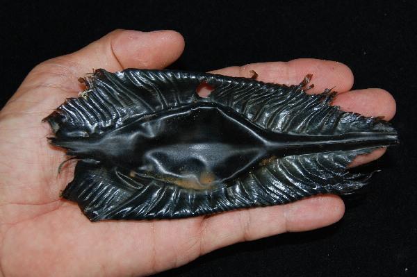 Scientists Are Going Crazy About This Bizarre Creature… And You’re About To See Why