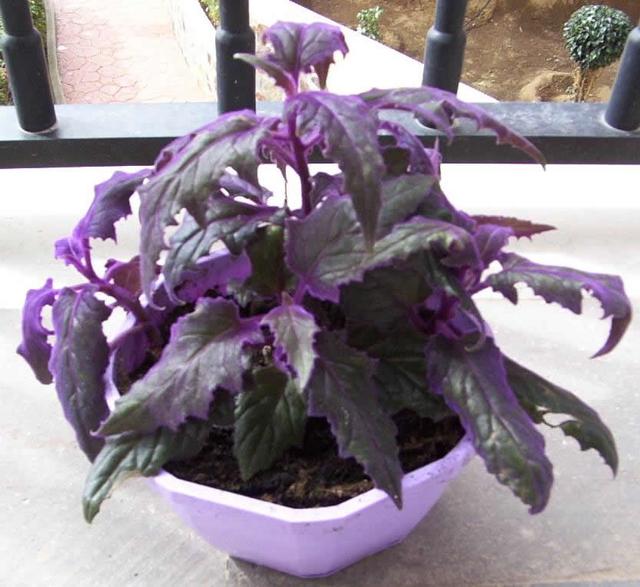 Purple Passion Plant Plant Features å›½é™… è›‹è›‹èµž