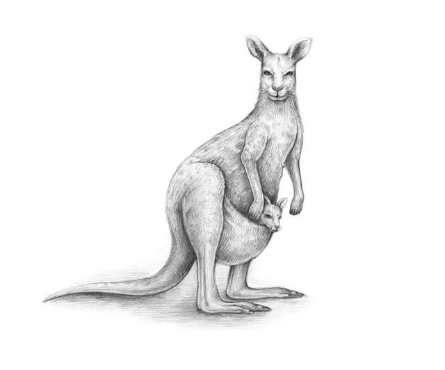 How to Draw a Kangaroo