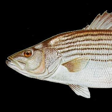 Historicalstripedbass