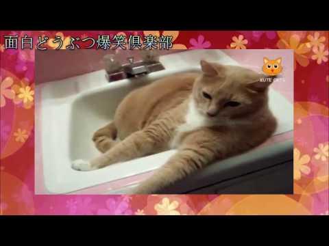 綺麗な面白い 猫 かわいい 画像 動物画像無料