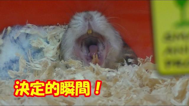 動物画像無料 トップ100可愛い ハムスター 動画