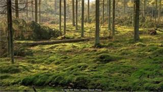 O mistério dos corpos de mais de 2 mil anos achados em pântanos da Dinamarca