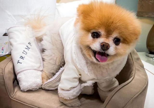 Boo The Pomeranian Dead Famous Dog Dies After His Heart Literally Broke Age 12 国际 蛋蛋赞