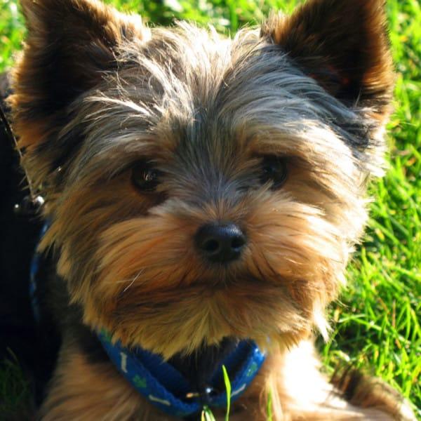 types of dogs that stay small forever