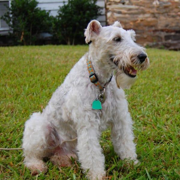 59 Best Small Dog Breeds That Stay Small Forever 国际 蛋蛋赞