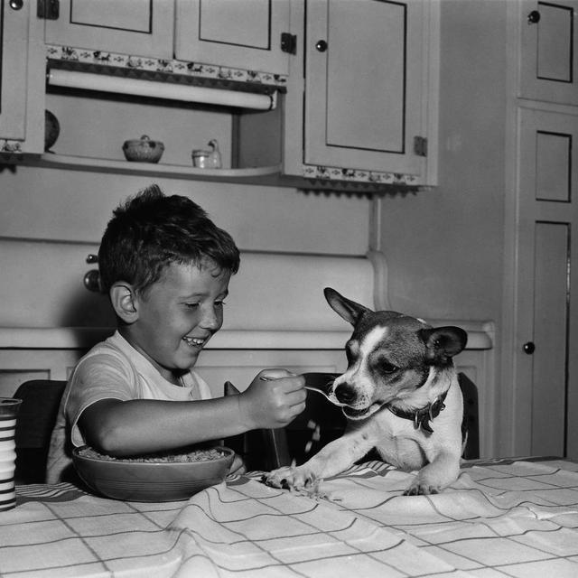 best dog food according to vets