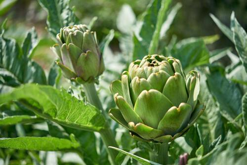 アーティチョークの育て方とは 家庭菜園でも栽培できるレアな野菜 Beezまとめ