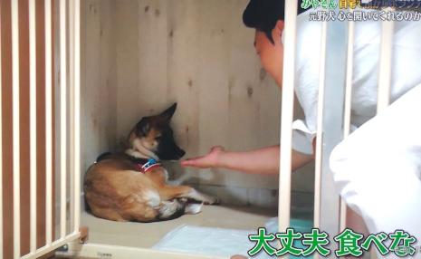 みやぞん 志村どうぶつ園 保護犬 企画に批判続出 嫌いになりそう 虐待を見てるよう Beezまとめ