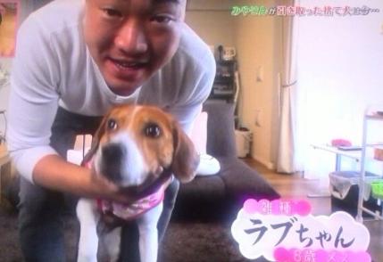 みやぞん 志村どうぶつ園 保護犬 企画に批判続出 嫌いになりそう 虐待を見てるよう Beezまとめ