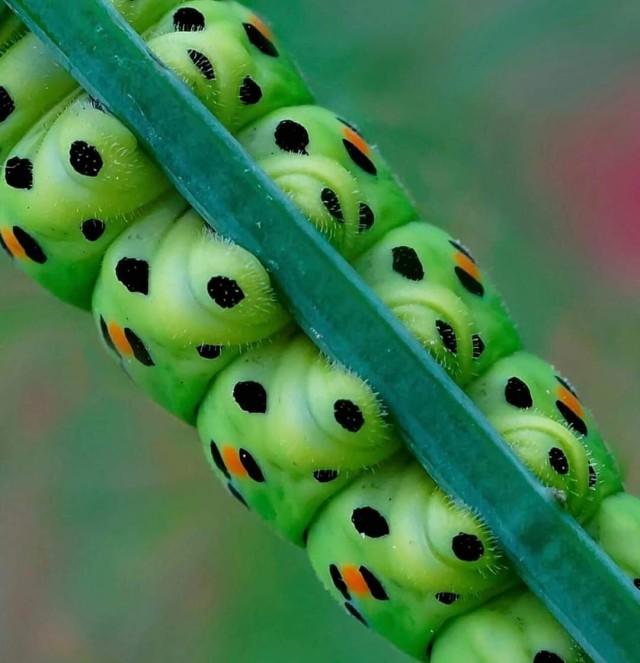 肉球レベル 脚だけ見れば相当かわいい 芋虫が小枝をつかむその脚にズームイン 芋虫出演中 Beezまとめ