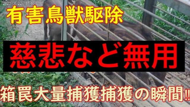 ライオンをボコボコにするゴリラ ライオンが必死にもがくも首をへし折られ 動物