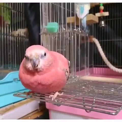 ピンクのセキセイインコが可愛すぎるぜ