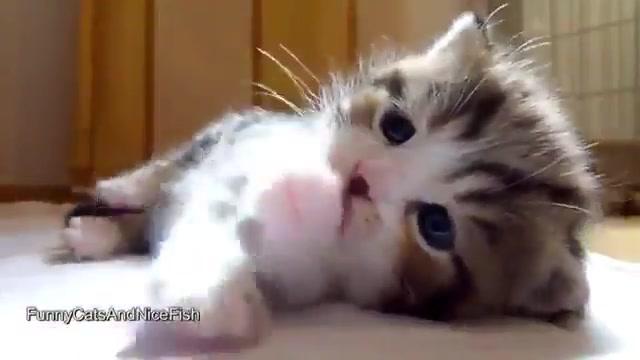 かわいい 子猫 画像 癒し