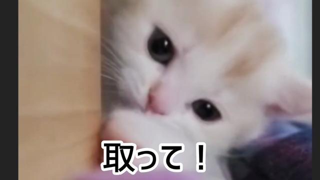 稲田 替え歌ww