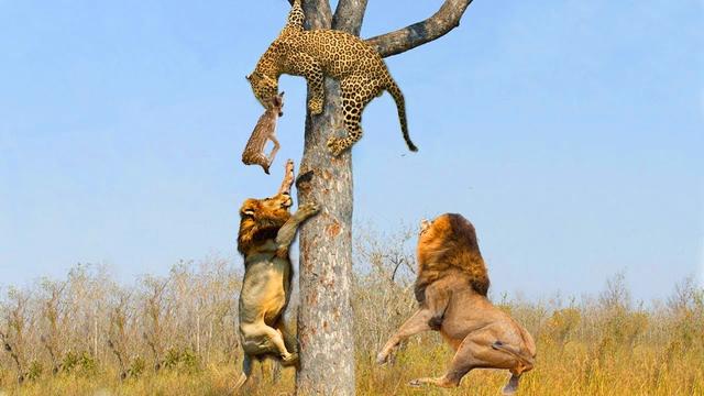 ライオンの群れに喧嘩を売ったワニの末路