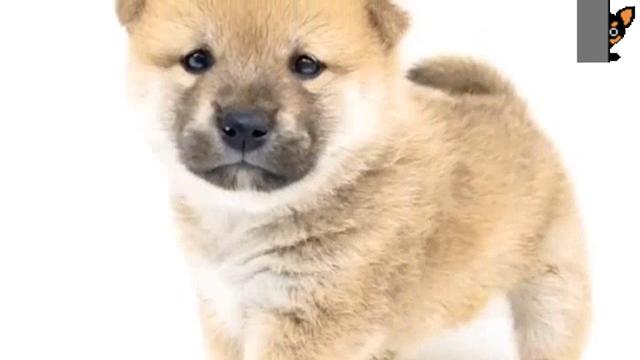 赤ちゃん柴犬の可愛いパンチ とても可愛い瞬間が W 柴犬