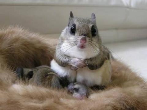 海外 こんな動物初めて見た 日本のモモンガなる動物の存在に外国人
