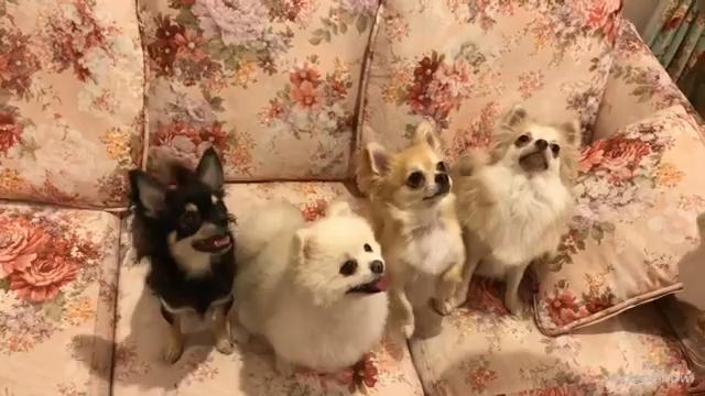 優雅 Butch 犬 さかななみ