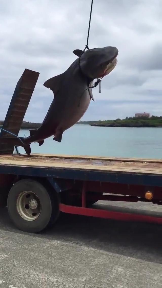 サメ ちょーでかい In宮古島