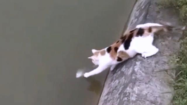 動物 ニャンコも夢中 チュールタワーをあげたらこうなったww