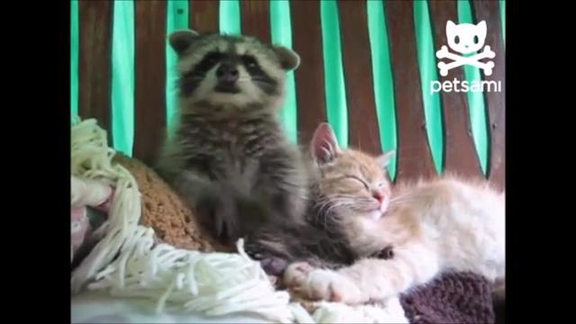 癒しすぎる 猫を可愛がるアライグマ