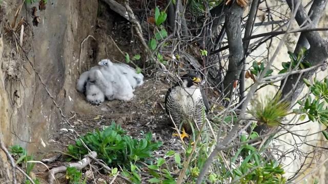 ライオンをボコボコにするゴリラ ライオンが必死にもがくも首をへし折られ 動物