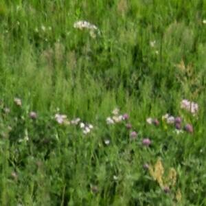 みんなのBUZZちゃんねる