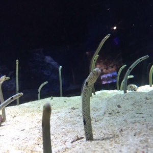 でこさんの癒され動画チャンネル