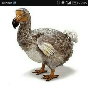 Dodo Bird