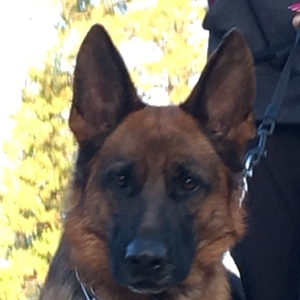 Funny and crazy videos