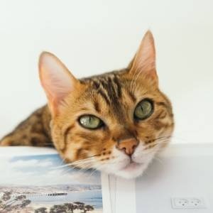 猫がなんでもかんでも！