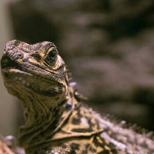 生き物いろいろ