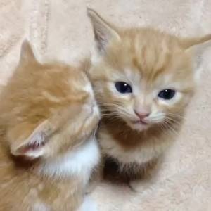 ゆみん♡可愛い動物画像♡フォロワー募集中♡