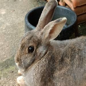 Ivanise Tricta Bernardes