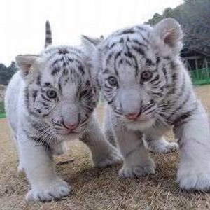 おもしろ動画館