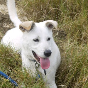 サッカーワールドカップマン