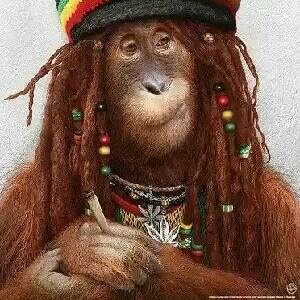 VÍDEOS ENGRAÇADOS-zap-zap