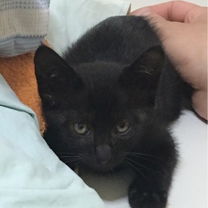 ブラックリボン