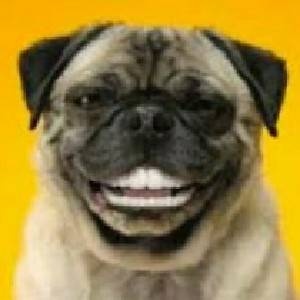 comedias  cia curiosidade