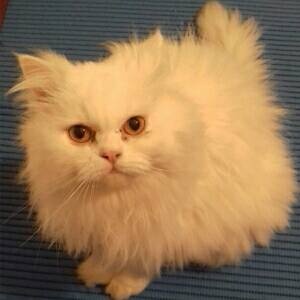 🌸🌹beky🌹🌸