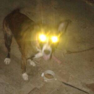 Tudo Que Você Precisa Ver