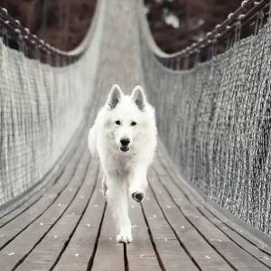 SuperVideo and Facts.