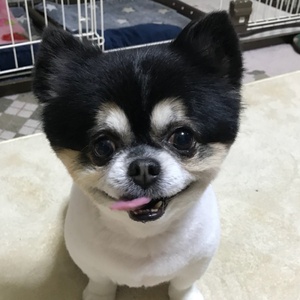 Ｈａｒｒｉｖｅｌ